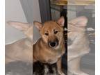 Shiba Inu DOG FOR ADOPTION RGADN-1237428 - Kona - Shiba Inu (medium coat) Dog