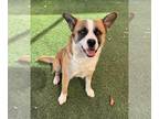 Akita Mix DOG FOR ADOPTION RGADN-1237451 - VALENTINO - Akita / Mixed (medium