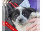 Basset Hound-Border Collie Mix DOG FOR ADOPTION RGADN-1237468 - Jimmy - Border