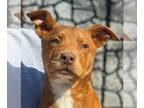 Chinese Shar-Pei Mix DOG FOR ADOPTION RGADN-1237474 - Refuge - Shar Pei / Mixed