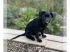 German Shepherd Dog Mix DOG FOR ADOPTION RGADN-1237478 - Amos - Black Labrador