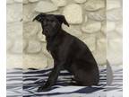 German Shepherd Dog Mix DOG FOR ADOPTION RGADN-1237480 - Asa - Black Labrador