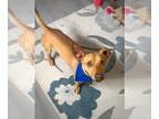 Dachshund Mix DOG FOR ADOPTION RGADN-1237494 - Buckwheat - Dachshund / Mixed Dog