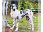 Great Dane DOG FOR ADOPTION RGADN-1237497 - Rezi - Great Dane Dog For Adoption