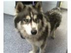 Mix DOG FOR ADOPTION RGADN-1237498 - Bear - Husky Dog For Adoption