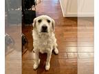 Golden Pyrenees DOG FOR ADOPTION RGADN-1237504 - Melody - Great Pyrenees /