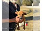 Labrador Retriever-Plott Hound Mix DOG FOR ADOPTION RGADN-1237506 - Wade - Plott