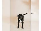 Labrador Retriever Mix DOG FOR ADOPTION RGADN-1237510 - Sawyer - Labrador