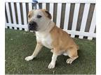 Staffordshire Bull Terrier Mix DOG FOR ADOPTION RGADN-1237517 - *LIAM -