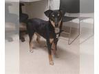 Rottweiler Mix DOG FOR ADOPTION RGADN-1237526 - ROCKY - Rottweiler / Mixed