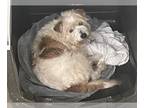 Parson Russell Terrier Mix DOG FOR ADOPTION RGADN-1237538 - ZALE - Parson
