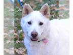 Huskies Mix DOG FOR ADOPTION RGADN-1237553 - Chloe - Husky / Eskimo Dog / Mixed
