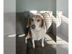 Basset Hound DOG FOR ADOPTION RGADN-1237562 - Jack (Courtesy Post) - Basset
