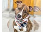 American Staffordshire Terrier Mix DOG FOR ADOPTION RGADN-1237569 - Colby -