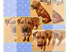 Mastiff DOG FOR ADOPTION RGADN-1237571 - *GIGANTE - Mastiff (medium coat) Dog