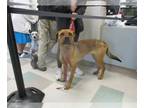 Black Mouth Cur Mix DOG FOR ADOPTION RGADN-1237578 - TEDDY P - Black Mouth Cur /