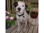Adopt Darby a Boxer, Pit Bull Terrier