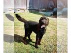 Poodle (Standard) DOG FOR ADOPTION RGADN-1237598 - Sam - Poodle (Standard) Dog