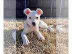 Bull Terrier Mix DOG FOR ADOPTION RGADN-1237601 - Aspen - Bull Terrier /