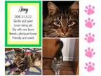 Adopt Amy a Domestic Medium Hair