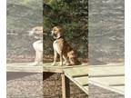 Boxador DOG FOR ADOPTION RGADN-1237649 - Brownie - Boxer / Labrador Retriever /