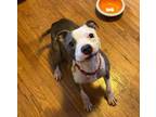 Adopt Tinkerbell a Terrier, Pit Bull Terrier