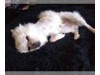Pomeranian Mix DOG FOR ADOPTION RGADN-1237651 - Klaus - Pomeranian / Mixed
