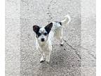 Rat-Cha DOG FOR ADOPTION RGADN-1237652 - TILLY - Calm easy going cuddle buddy -
