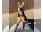 German Shepherd Dog DOG FOR ADOPTION RGADN-1237654 - Declan - German Shepherd