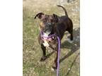 Adopt Zena a Terrier, Pit Bull Terrier