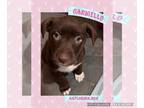 Chocolate Labrador retriever Mix DOG FOR ADOPTION RGADN-1237660 - Carmello -