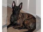 Mix DOG FOR ADOPTION RGADN-1237669 - Doug - Dutch Shepherd (short coat) Dog