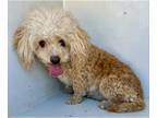 Poodle (Miniature) Mix DOG FOR ADOPTION RGADN-1237670 - A618705 - Poodle