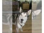 Mix DOG FOR ADOPTION RGADN-1237691 - Crossbone - Husky (medium coat) Dog For