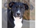 Sheprador DOG FOR ADOPTION RGADN-1237695 - Crystal - Australian Shepherd /