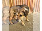 Shepradors DOG FOR ADOPTION RGADN-1237710 - PATRICIO - German Shepherd Dog /