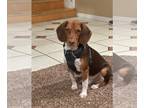 Beagle Mix DOG FOR ADOPTION RGADN-1237720 - Beagle Bailey - Beagle / Mixed Dog