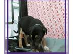 Labrador Retriever Mix DOG FOR ADOPTION RGADN-1237733 - Dolly - Labrador