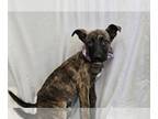 Boxador DOG FOR ADOPTION RGADN-1237740 - Jehene - Labrador Retriever / Boxer /