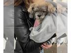 Shih Tzu DOG FOR ADOPTION RGADN-1237752 - Franny - Shih Tzu Dog For Adoption