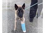 Huskies Mix DOG FOR ADOPTION RGADN-1237753 - Stary - Belgian Shepherd Malinois /
