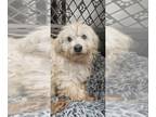 Poodle (Miniature) Mix DOG FOR ADOPTION RGADN-1237756 - Freddy #5876 - Terrier /