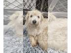 Cavapoo DOG FOR ADOPTION RGADN-1237757 - Lana #7119 - Cavalier King Charles