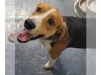 Treeing Walker Coonhound DOG FOR ADOPTION RGADN-1237767 - DA 15 Chip - Treeing