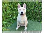 Siberian Husky Mix DOG FOR ADOPTION RGADN-1237789 - ROSEY - Siberian Husky /