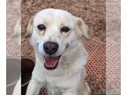 Pomeagle DOG FOR ADOPTION RGADN-1237790 - Latte - Pomeranian / Beagle / Mixed