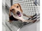 Beagle DOG FOR ADOPTION RGADN-1237799 - BUDDY - Beagle (medium coat) Dog For