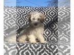 Huskies -Pomeranian Mix DOG FOR ADOPTION RGADN-1237801 - Candace - Pomeranian /