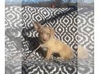 Pomeranian Mix DOG FOR ADOPTION RGADN-1237802 - Carly/ ADOPTED - Pomeranian /