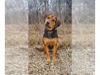 Beagle DOG FOR ADOPTION RGADN-1237806 - Jazzlynn (6139) - Beagle (short coat)